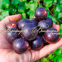 Смородина ЗВЕЗДНАЯ НОЧЬ (Россия, Новосибирск) (КРУПНОМЕР! ОГРОМНЫЙ КУСТ, УРОЖАЙ В ГОД ПОСАДКИ) Смородина ЗВЕЗДНАЯ НОЧЬ (Россия, Новосибирск) (КРУПНОМЕР! ОГРОМНЫЙ КУСТ, УРОЖАЙ В ГОД ПОСАДКИ)